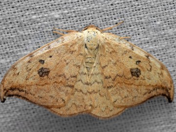 Drepana falcataria ot. J. Nowak, 